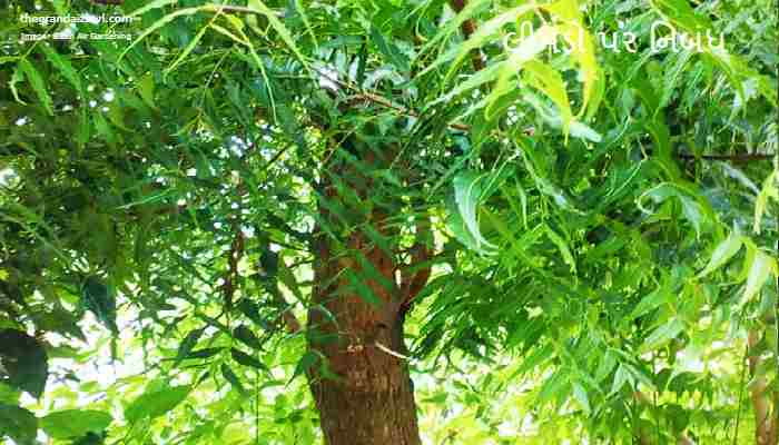 Neem Tree Essay In Gujarati 2022 લીમડો પર નિબંધ