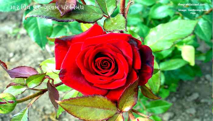 My Favorite Flower- Rose Essay In Gujarati મારું પ્રિય ફૂલ- ગુલાબ પર નિબંધ
