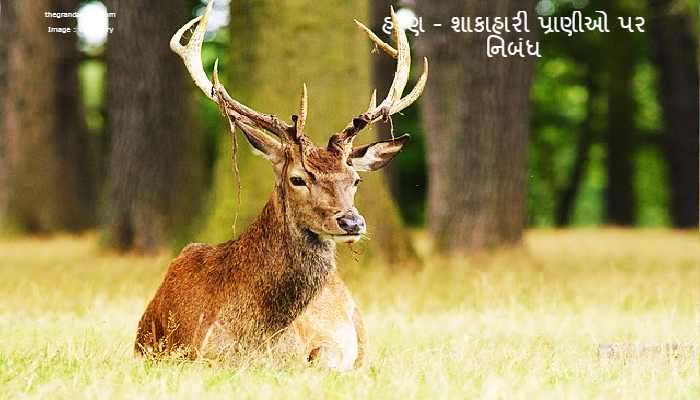 Deer - Vegetarian Animals Essay In Gujarati 2022 હરણ - શાકાહારી પ્રાણીઓ પર નિબંધ