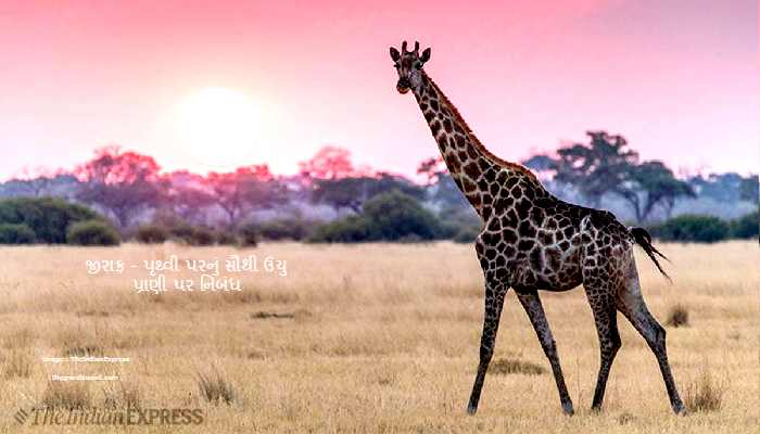 Giraffe -Tallest Animal On Earth Essay In Gujarati 2022 જીરાફ - પૃથ્વી પરનું સૌથી ઉંચુ પ્રાણી પર નિબંધ