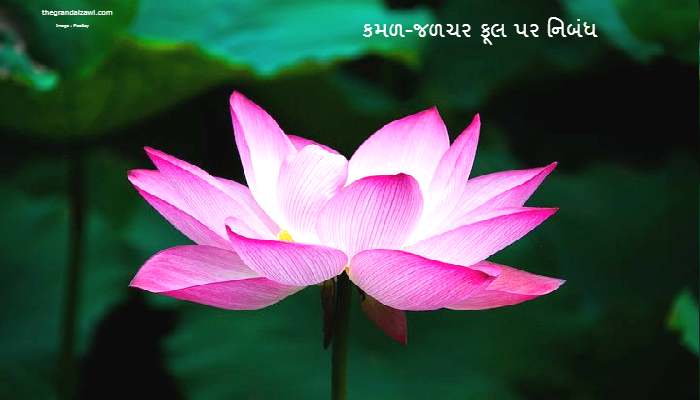 Lotus -Aquatic flower Essay In Gujarati 2022 કમળ-જળચર ફૂલ પર નિબંધ