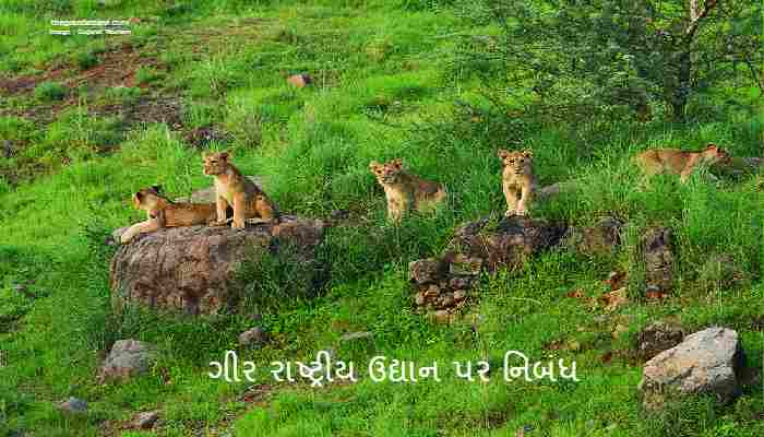 Gir National Park Essay In Gujarati 2022 ગીર રાષ્ટ્રીય ઉદ્યાન પર નિબંધ
