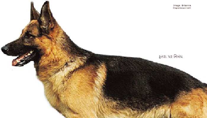 Dog Essay In Gujarati 2023 કૂતરા પર નિબંધ