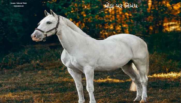 Horse Essay In Gujarati 2023 ઘોડા પર નિબંધ