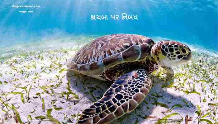 Turtle Essay In Gujarati 2023 કાચબા પર નિબંધ