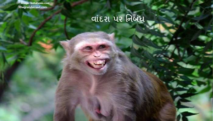 The Monkey Essay In Gujarati 2023 વાંદરા પર નિબંધ