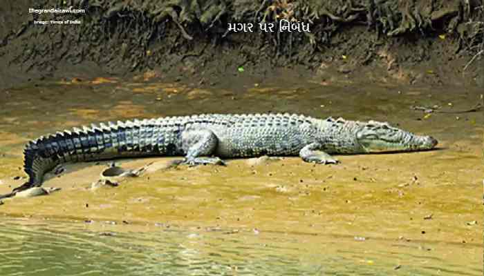 Crocodile Essay In Gujarati 2023 મગર પર નિબંધ