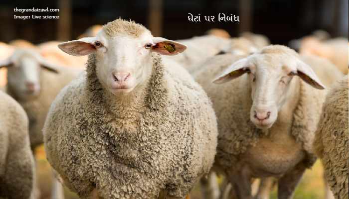 Sheep Essay In Gujarati 2023 ઘેટાં પર નિબંધ