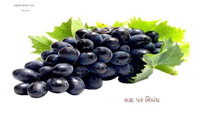 Grapes Essay In Gujarati 2023 દ્રાક્ષ પર નિબંધ