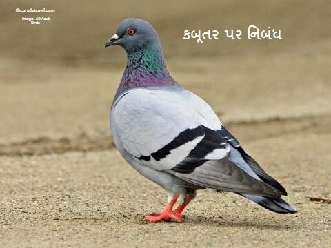 The Pigeon Essay In Gujarati 2023 કબૂતર પર નિબંધ