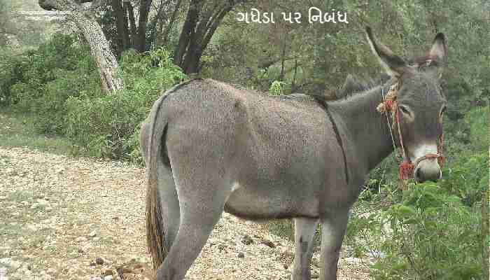 The Donkey Essay In Gujarati 2023 ગધેડા પર નિબંધ