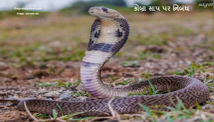 The cobra snake Essay In Gujarati 2023 કોબ્રા સાપ પર નિબંધ