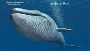 What do blue whales eat header e1658345934537 1024x535 1