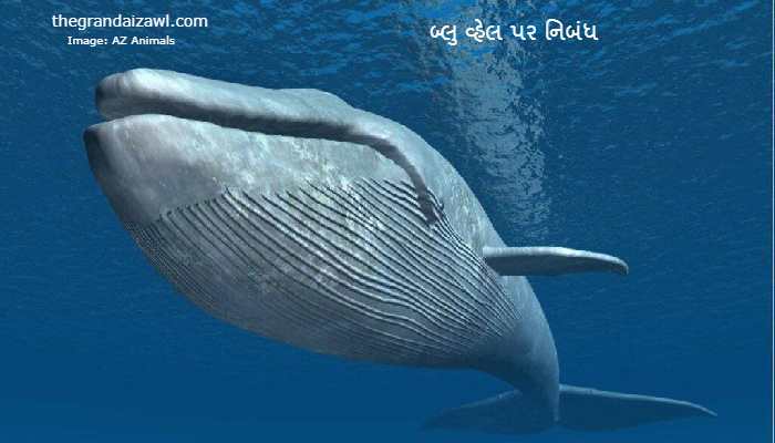 The Blue Whale Essay In Gujarati 2023 બ્લુ વ્હેલ પર નિબંધ