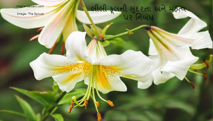 The Beauty and Significance of the Lilly Flower Essay In Gujarati 2023 લીલી ફૂલની સુંદરતા અને મહત્વ પર નિબંધ
