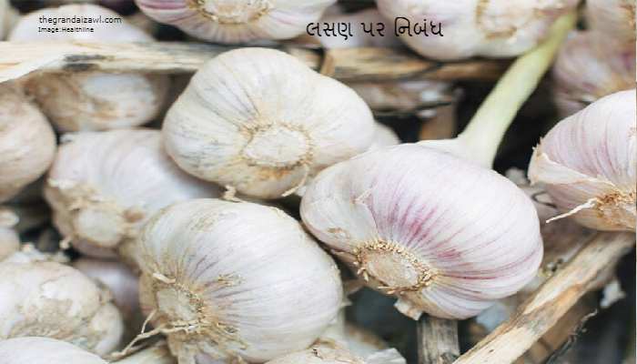 Garlic Essay In Gujarati 2023 લસણ પર નિબંધ