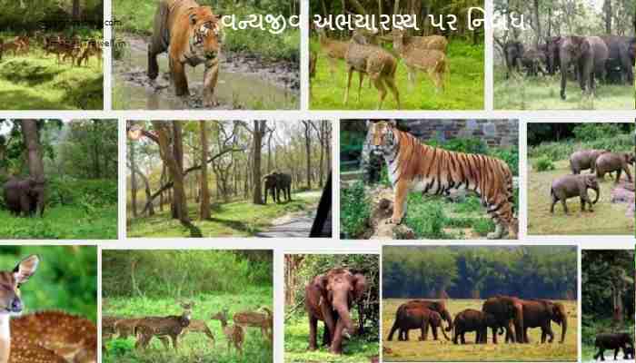 Wildlife Sanctuaries Essay In Gujarati 2023 વન્યજીવ અભયારણ્ય પર નિબંધ