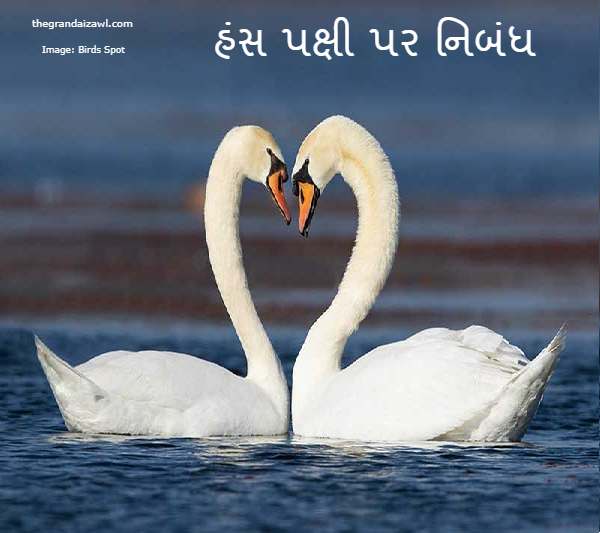 Swan Essay In Gujarati 2023 હંસ પક્ષી પર નિબંધ